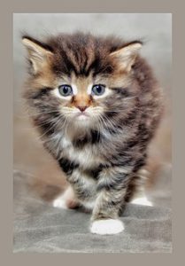 Portrait of grey tiger kitten with white feet