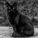 Black cat, seated