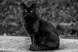 Black cat, sitting