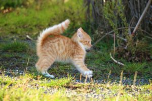 Tiger kitten in startle mode, fur and tail fluffed