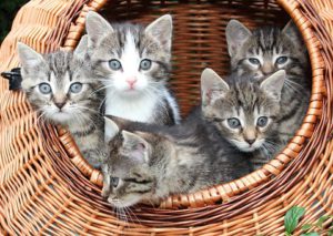 Large round basket, 5 kittens