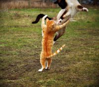 Orange cat and Siamese cat, playing