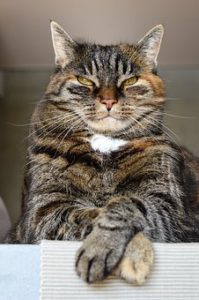 Slit-eyed cat, head and shoulders, sitting with crossed paws