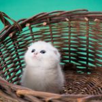 Scottish Fold white kitten in basket