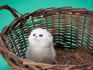 White Scottish fold kitten in basket