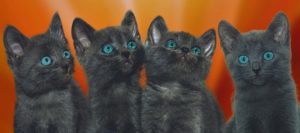 Portrait of 4 dark grey kittens, blue eyes