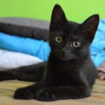 Black kitten, reclining but alert