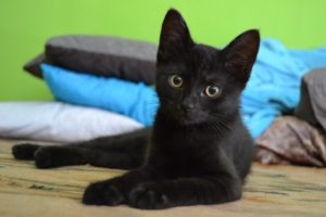 young black cat