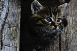 Maine Coon kitten peering between boards of fence