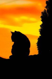 black cat silhouette in sunset