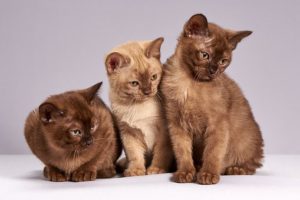 Three kittens, shades of chocolate brown