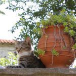 Cat lying next to large earthenware pot with plant