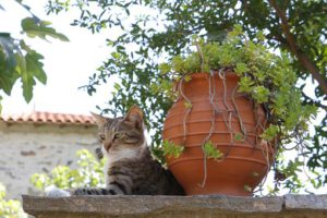 Small grey tiger cat by big clay urn