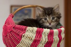 Kitten seated in pink and white basket