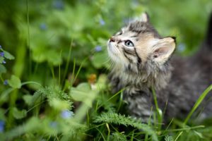 Grey kitten, raised head, in outdoor greenery