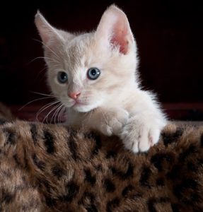 white kitten on brown faux fur