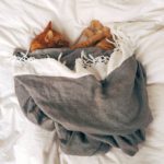 Small brown cat sleeping in a grey blanket