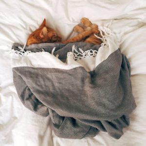 orange cat curled into blanket