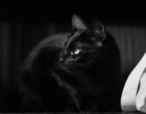 black cat, hunkered down