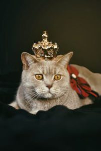 Tan cat reclining, wearing gold crown