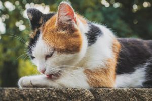 Calico cat, bathing