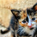 Tri-colored kitten