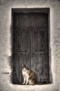 White and grey cat sitting in dark grey doorway