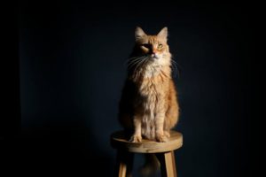 Yellow thinking cat sitting upright on stool
