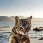 Tabby cat with water and boat in background