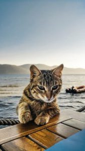 head, shoulders of grey tabby, water scene in background