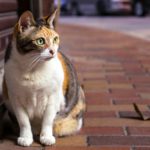 Tri-color cat on brick walk