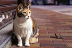 calico cat sitting on sidewalk