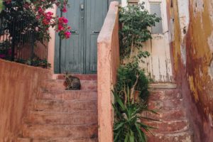 Cat on steps in front of doorway