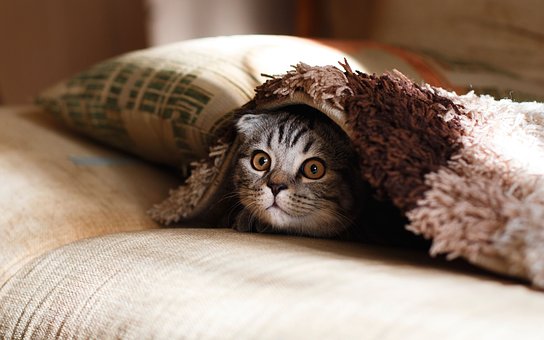 Small cat hiding under rug