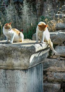 Two cats sitting on a stone pillar