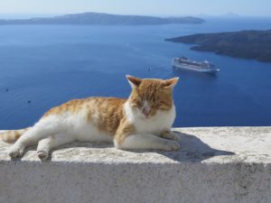 Cat on wall overlooking ocean and islands