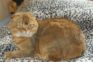 Orange Scottish Fold on speckled blanket