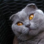 Scottish Fold grey cat in basket