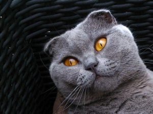 Head of grey Scottish fold cat