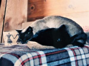 Siamese cat sleeping on top of black cat