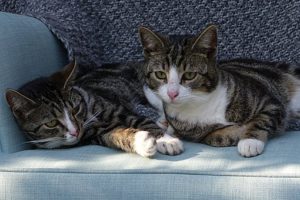 pair of dark tiger cats, lying down