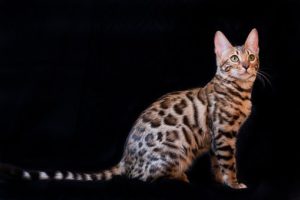 Bengal cat, stripes and rosettes