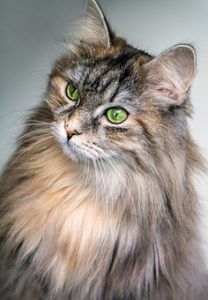 long-haired silver cat, head and shoulders