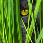 yellow eye of grey cat peering through reeds