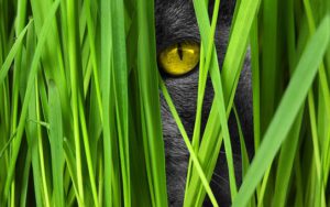 Tall grass, one yellow cat eye in grey head peering out