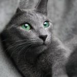 Russian blue cat with green eyes, head and shoulders