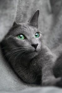Head & shoulders, blue-grey cat