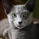 head of blue-grey cat with geen eyes