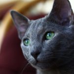 Blue-grey cat head, green eyes