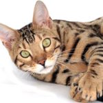 Bengal cat, tan with black stripes, head, shoulders